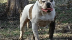 American bulldog: posvečen štirinožen prijatelj